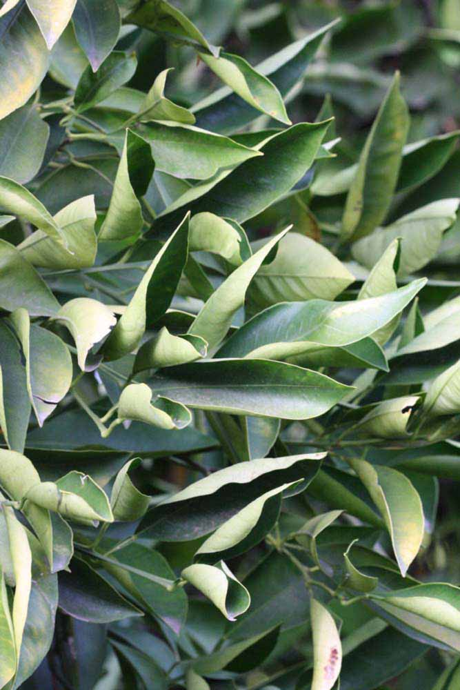            Sun leaves (Rotuma Island, Riverside, CA)   